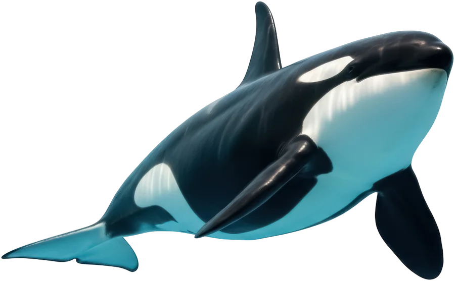 An orca turning through the water beside you