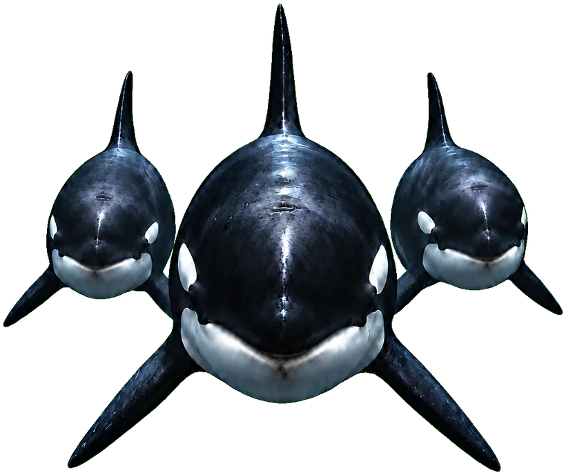 Three orcas advancing abreast, the largest in the centre